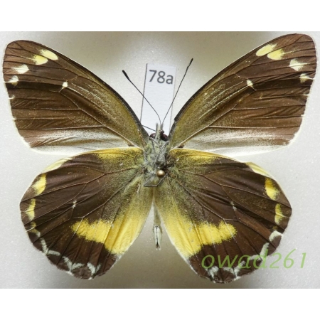 Delias chrysomelaena prodigialis Fruhstorfer, 1911 Indonesia, Halmahera78a